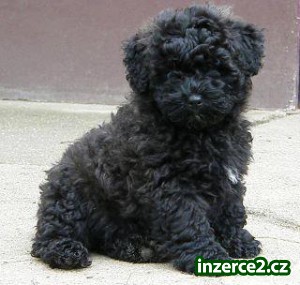 Puli bez pp plemeno s dredama_2 414687_2.jpg