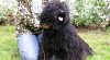 Puli bez pp plemeno s dredama 415681_t.jpg