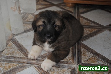 Kavkazský pastevecký pes-štěňata._1 416275_1.jpg