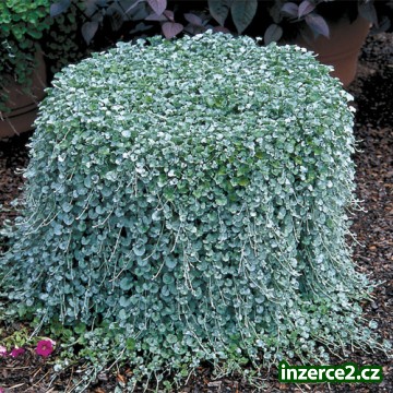 Dichondra - stříbrý déšť 20 semen_1 417212_1.jpg