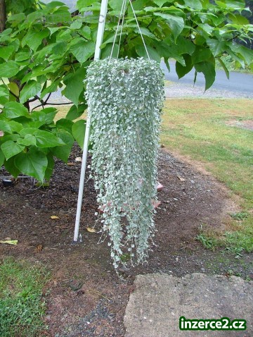 Dichondra - stříbrý déšť 20 semen_2 417212_2.jpg