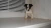 jack russel terier 41804_t.jpg