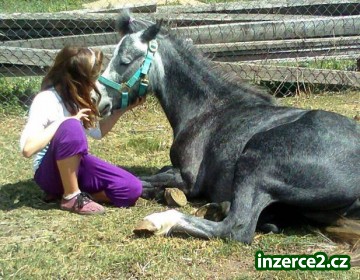 Kobylka pony welsh part bred_1 419928_1.jpg