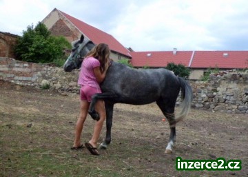 Kobylka pony welsh part bred_2 419928_2.jpg