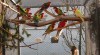 Rosela pestrá 420374_t.jpg