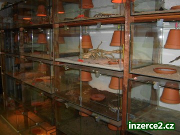 TERARIJNÍ STĚNA_1 42089_1.jpg