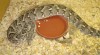BITIS ARIETANS 42091_t.jpg