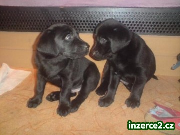 Labrador štěně SLEVA_1 42125_1.jpg