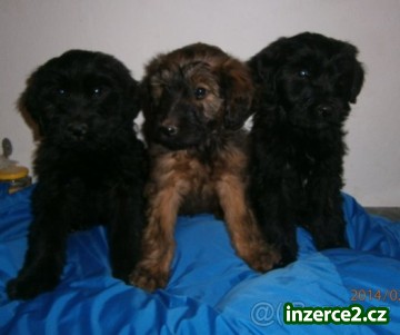 Briard - štěňata_1 421423_1.jpg