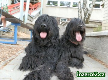 Briard - štěňata_2 421423_2.jpg