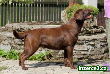 Štěňata Labrador s PP_1 421519_1.jpg