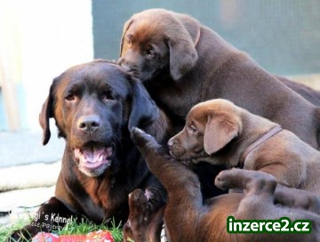 Štěňata Labrador s PP_2 421519_2.jpg