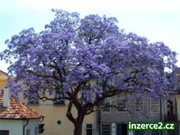 Paulownia Tomentosa - zakořeněná sazenice._1 422215_1.jpg