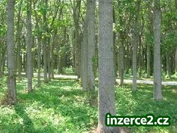 Paulownia Tomentosa - zakořeněná sazenice._2 422215_2.jpg