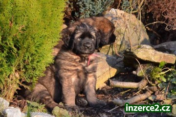 Leonberger štěňátka_1 422754_1.jpg