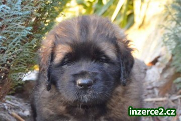 Leonberger štěňátka_2 422754_2.jpg