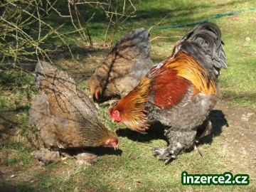 Líheň čistokrevné drůbeže z renomovaných chovů_1 422817_1.jpg