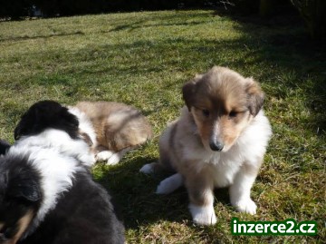Kolie - štěňata - prodej_2 424071_2.jpg