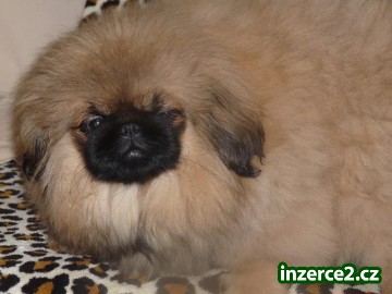 Pekinéz_1 425230_1.jpg