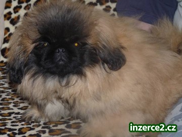 Pekinéz_2 425230_2.jpg