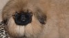 Pekinéz 425230_t.jpg