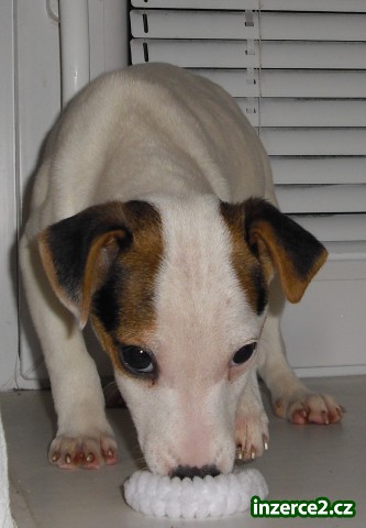 jack russel terier_1 42530_1.jpg