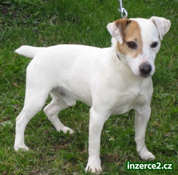 jack russel terier_2 42530_2.jpg