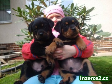 Rotvajler, Rottweiler_2 428108_2.jpg