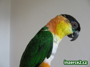 Amazonek černotemenný_1 428163_1.jpg