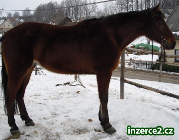 čt valach_1 42818_1.jpg
