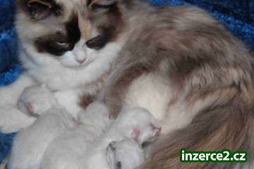 koťata Ragdoll_1 429573_1.jpg