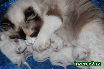 koťata Ragdoll_2 429573_2.jpg