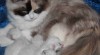 koťata Ragdoll 429573_t.jpg
