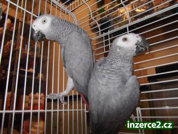 rozkošný africké šedá papoušci k dispozici_1 430237_1.jpg