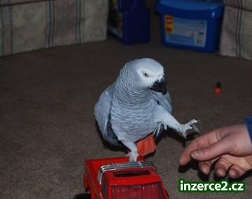 rozkošný africké šedá papoušci k dispozici_2 430237_2.jpg
