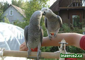Africké šedé papoušci na prodej_2 430627_2.jpg