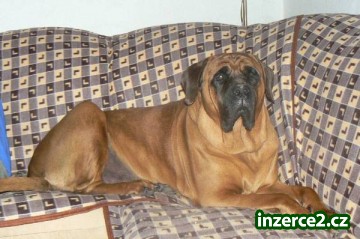 Tosa Inu štěňátka s PP_1 431802_1.jpg