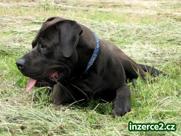 Tosa Inu štěňátka s PP_2 431802_2.jpg