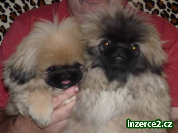 Pekinéz_2 431816_2.jpg