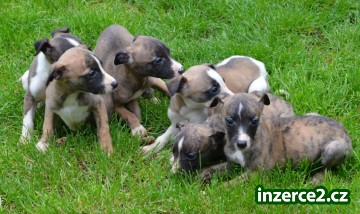 vipet, whippet_1 431828_1.jpg