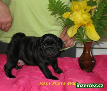 Mops černý s PP_1 432268_1.jpg
