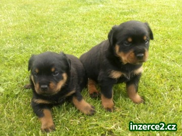 ROTTWEILER_1 432799_1.jpg