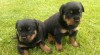 ROTTWEILER 432799_t.jpg