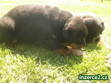 ROTTWEILER_2 432803_2.jpg