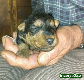 štěňata welsh terriera s průkazem původu_2 433079_2.jpg