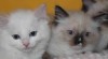 koťata Ragdoll 434131_t.jpg