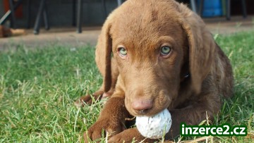 Chesapeake Bay Retriever s PP - K ODBĚRU!!!!_1 434884_1.jpg