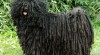 Puli bez pp plemeno s dredy 434953_t.jpg