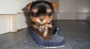 yorksirsky terier 435563_t.jpg
