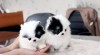 Laskavý a cenově dostupné šálek Pomeranian štěňata 435631_t.jpg